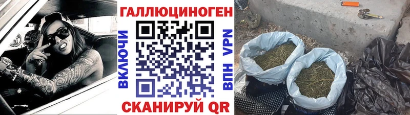 закладки  Агидель  Псилоцибиновые грибы Psilocybine cubensis 
